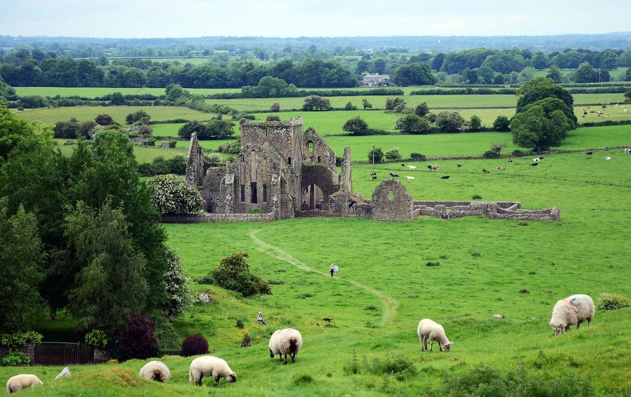 A field with sheep grazing in the foreground and an old castle in the background.